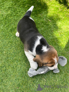 Photo №4. Je vais vendre spitz allemand en ville de Los Angeles. annonce privée - prix - 577€