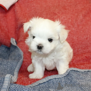 Photo №1. bichon maltais - à vendre en ville de Helsinki | 550€ | Annonce №163778