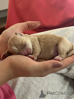 Photo №3. Je vends des chiots à Maltipa (garçons et une fille) écrivez je vous enverrai de. Ouzbekistan