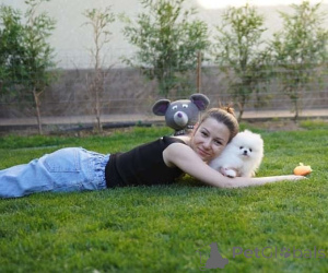 Photo №1. spitz nain - à vendre en ville de Innsbruck | 504€ | Annonce №166489