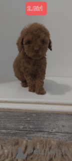 Photo №2 de l'annonce № 78047 de la vente caniche (jouet) - acheter à Serbie éleveur