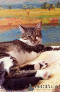 Photos supplémentaires: Le charmant chat gris Tigrusha est à la recherche d'un foyer et d'une famille