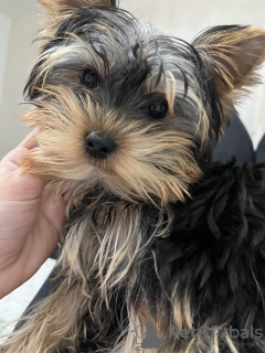 Photo №4. Je vais vendre yorkshire terrier en ville de Belgrade.  - prix - négocié