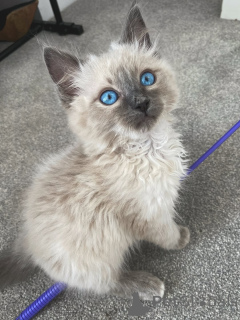 Photo №1. ragdoll - à vendre en ville de Zosser | négocié | Annonce № 159068