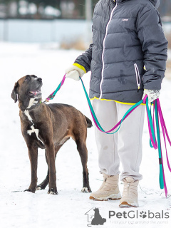 Photo №4. Je vais vendre chien bâtard en ville de Moskova. annonce privée - prix - Gratuit