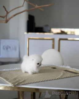 Photo №1. spitz nain - à vendre en ville de Los Angeles | 425€ | Annonce №135455