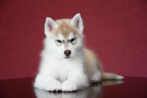 Photo №4. Je vais vendre husky de sibérie en ville de Апшеронск. de la fourrière - prix - 385€