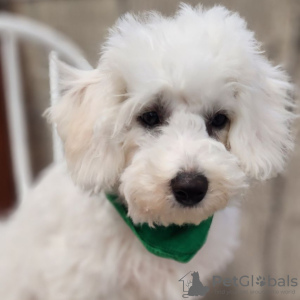 Photo №4. Je vais vendre bichon à poil frisé en ville de Bogotá. annonce privée - prix - 142€