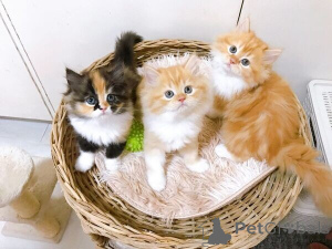 Photo №1. exotic shorthair - à vendre en ville de Aacheur | 350€ | Annonce № 170867