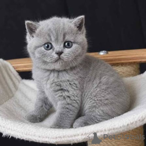 Photo №1. british shorthair - à vendre en ville de Ashford | négocié | Annonce № 173771