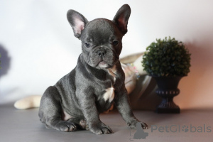Photo №1. bouledogue - à vendre en ville de Toronto | 388€ | Annonce №159470