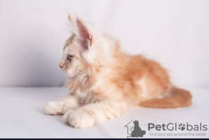 Photos supplémentaires: La chatterie Maine Coon propose des chatons d'âges différents
