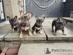 Photo №2 de l'annonce № 38280 de la vente bouledogue - acheter à L'Autriche annonce privée