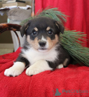 Photo №4. Je vais vendre welsh corgi en ville de Indianapolis.  - prix - 312€