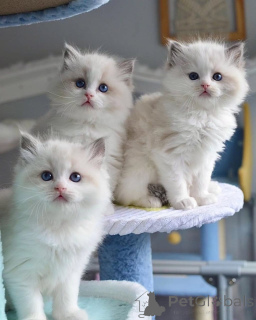 Photo №2 de l'annonce № 161557 de la vente ragdoll - acheter à La finlande annonce privée