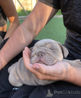 Photo №4. Je vais vendre bulldog anglais en ville de Rome. annonce privée - prix - 2500€