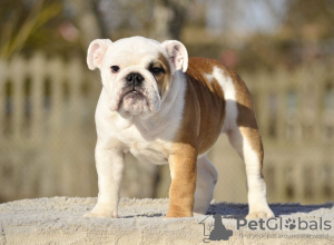 Photo №2 de l'annonce № 40029 de la vente bulldog anglais - acheter à Estonie de la fourrière