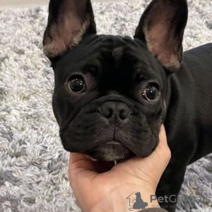 Photos supplémentaires: Magnifiques chiots bouledogue français à vendre mâle et femelle