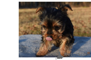 Photo №3. Les chiots Teddy Bear Yorkie sont prêts pour une nouvelle famille.. Emirats Arabes Unis