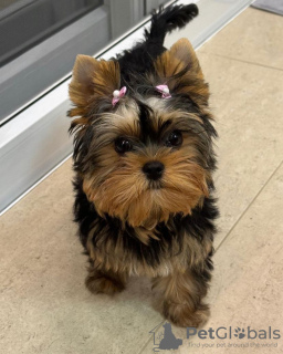 Photo №1. yorkshire terrier - à vendre en ville de Genève | négocié | Annonce №94741