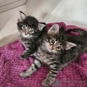 Photo №1. chat des forêts norvégiennes - à vendre en ville de Mainz-Bingen | 350€ | Annonce № 177039