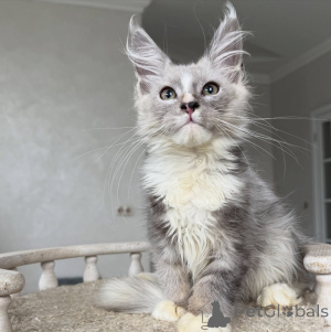 Photo №2 de l'annonce № 154635 de la vente maine coon - acheter à Allemagne éleveur