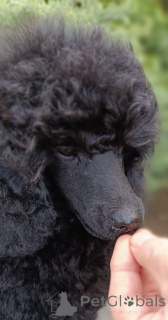 Photo №4. Je vais vendre  en ville de Siófok. de la fourrière, éleveur - prix - négocié