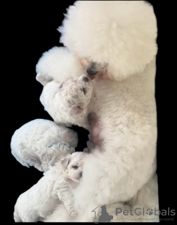 Photo №3. KC Registrier STAMMBAUM der Bichon Frize Welpen. Allemagne