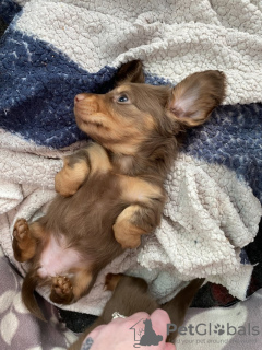 Photo №4. Je vais vendre teckel en ville de Aarbergen. annonce privée - prix - 1600€