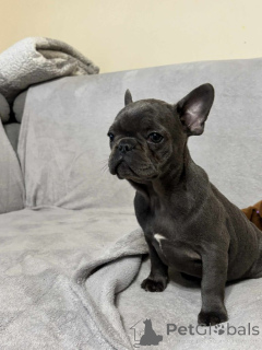 Photo №3. Französische Bulldogge Welpen zu vermitteln.. Allemagne