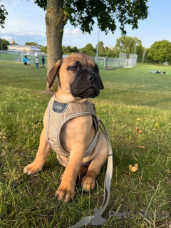 Photo №2 de l'annonce № 158466 de la vente ca de bou - acheter à Allemagne de l'abri, éleveur