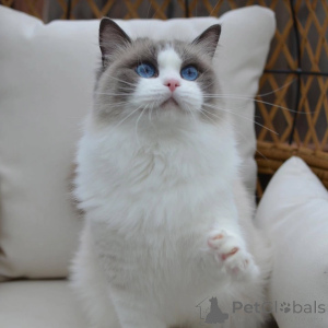 Photo №1. ragdoll - à vendre en ville de Gorizia | négocié | Annonce № 156268