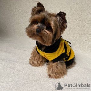 Photo №1. yorkshire terrier - à vendre en ville de Abu Dhabi | négocié | Annonce №47271