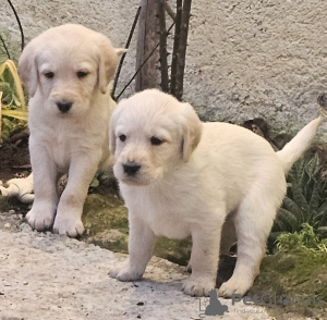 Photo №1. labradoodle - à vendre en ville de Бордо | 800€ | Annonce №84712