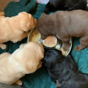 Photo №2 de l'annonce № 173326 de la vente labrador retriever - acheter à Pologne annonce privée