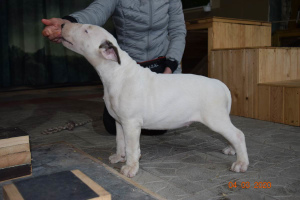 Photo №2 de l'annonce № 5939 de la vente bull terrier - acheter à Biélorussie annonce privée, de la fourrière