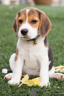 Photo №1. beagle - à vendre en ville de Bruxelles | 700€ | Annonce №158171