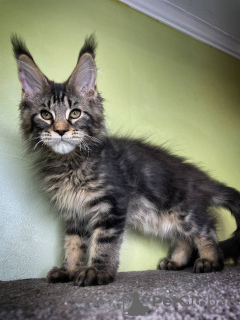 Photo №3. Adorables chatons Maine coon disponibles à la vente maintenant. Allemagne