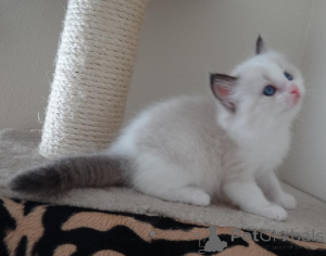 Photo №1. ragdoll - à vendre en ville de Helsinki | négocié | Annonce № 174620