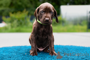 Photo №3. Puppies Compétences de chasse et caractère de la plus haute qualité.. Lituanie