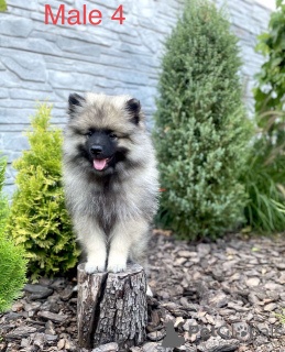 Photo №3. Chiots Keeshond / Spitz-Loup. Ukraine