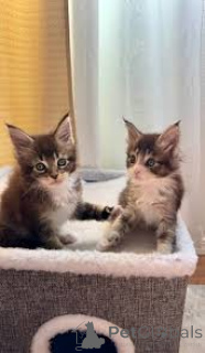 Photo №2 de l'annonce № 172689 de la vente maine coon - acheter à Belgique annonce privée, éleveur
