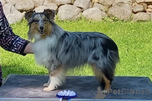 Photos supplémentaires: Chiot Sheltie à vendre