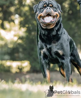 Photos supplémentaires: Kennel Club a enregistré de magnifiques chiots Rottweiler