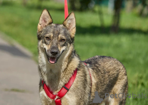 Photo №1. chien bâtard - à vendre en ville de Rivière moscou | Gratuit | Annonce №154298