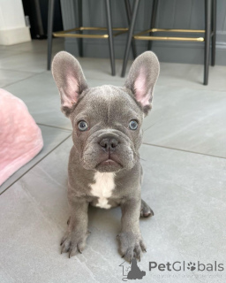 Photo №1. bouledogue - à vendre en ville de Berlin | 372€ | Annonce №137545