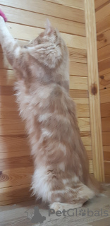 Photo №4. Je vais vendre maine coon en ville de New york. annonce privée - prix - négocié