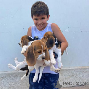 Photo №1. beagle - à vendre en ville de Berlin | négocié | Annonce №166516