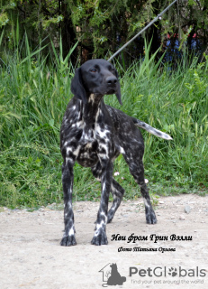 Photo №4. Je vais vendre chien bâtard en ville de Simferopol. de la fourrière - prix - 698€