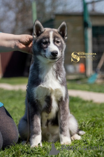 Photo №2 de l'annonce № 139111 de la vente husky de sibérie - acheter à Fédération de Russie éleveur